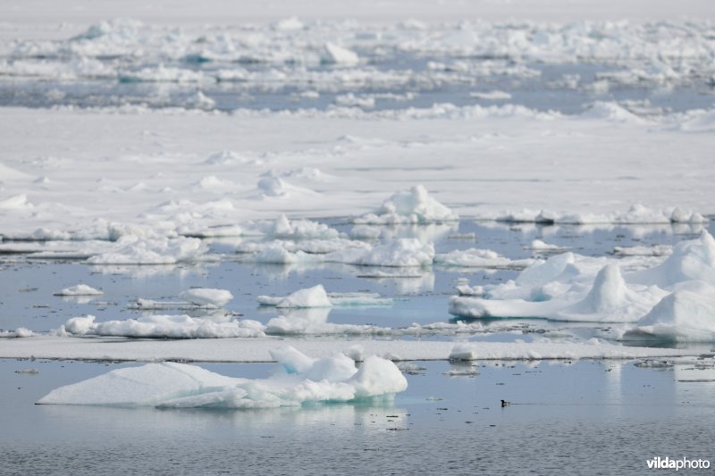 Kleine alk in arctisch landschap