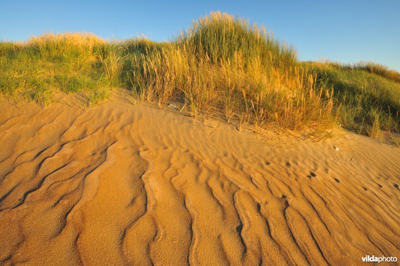 Natuurreservaat Zeebermduinen