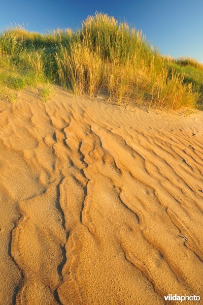 Natuurreservaat Zeebermduinen