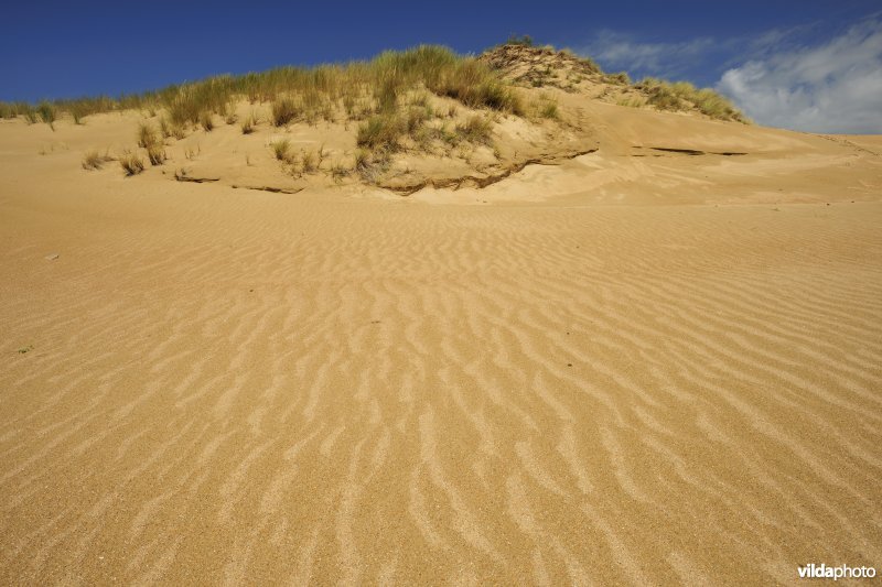 Stuifduinen in Ter Yde