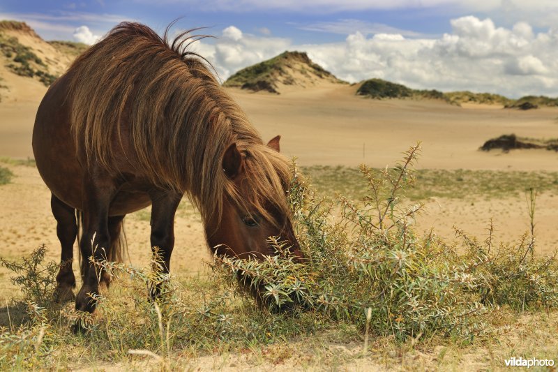 Shetland-pony in Ter Yde