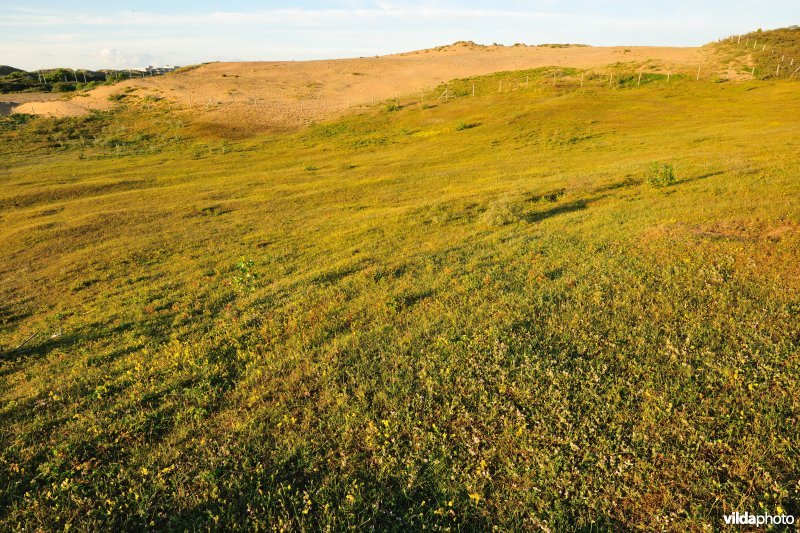 Duingrasland in Ter Yde