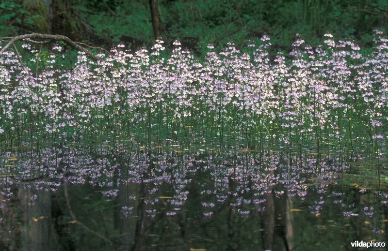 Bos van Waterviolier