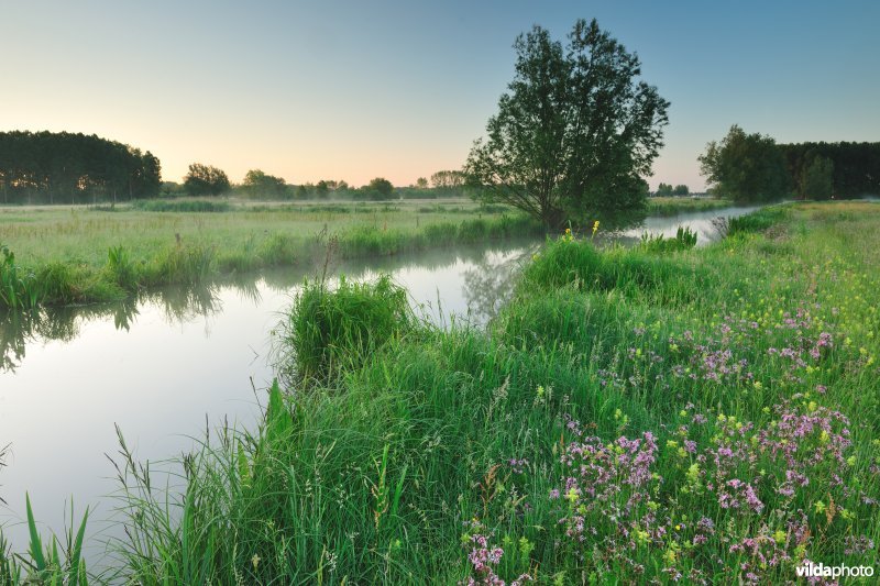 Scherenmeersen