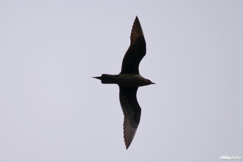 Kleine jager in vlucht