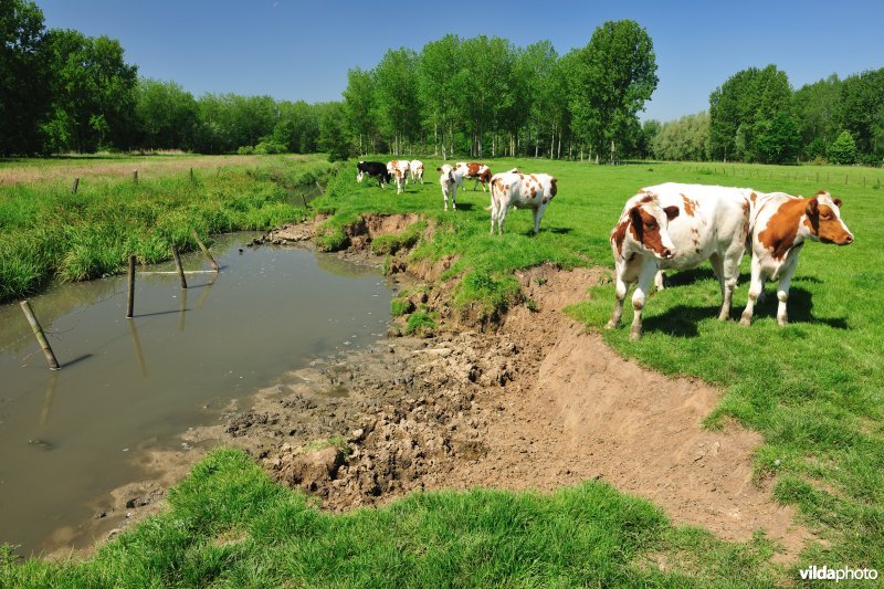 Polder van KBR