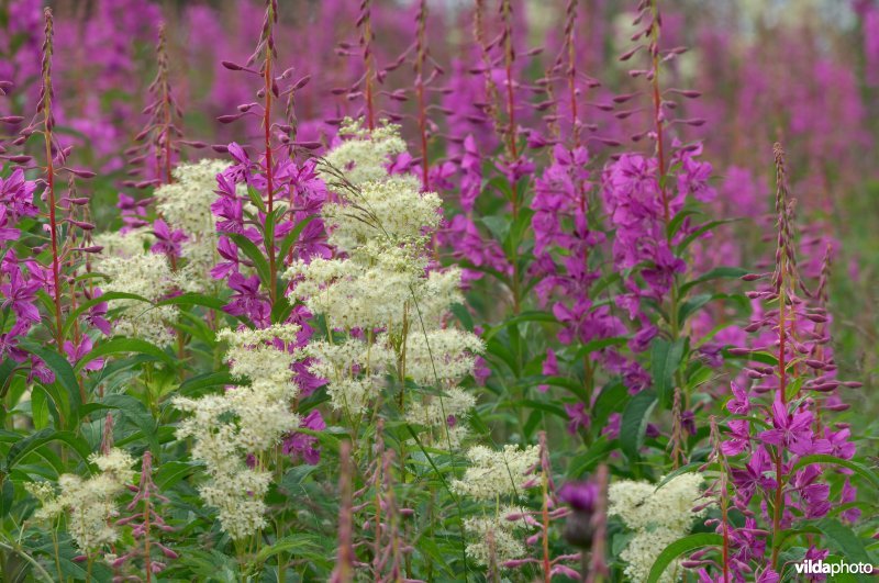 Veld Wilgenroosje en Moerasspirea