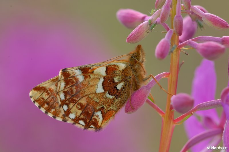 Veenbesparelmoervlinder