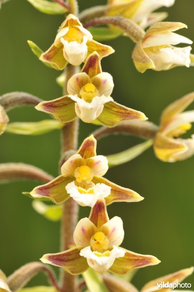 Moeraswespenorchis