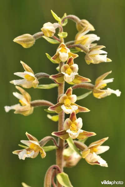 Moeraswespenorchis