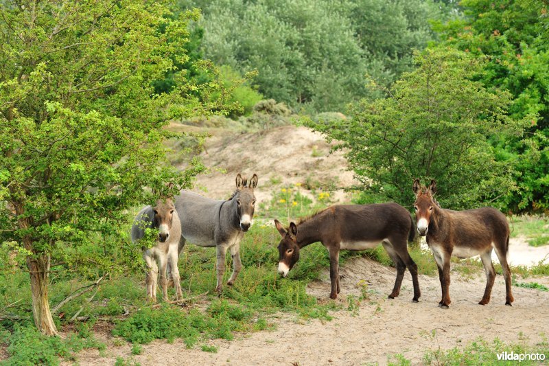 Ezels in de Noordduinen