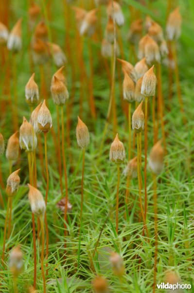 Sporenkapsels van haarmos