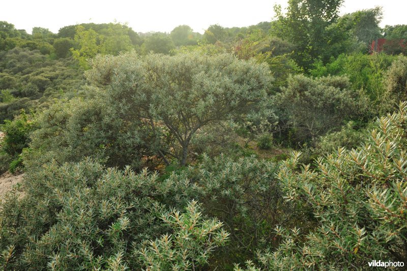 Duindoornstruwelen in de Noordduinen