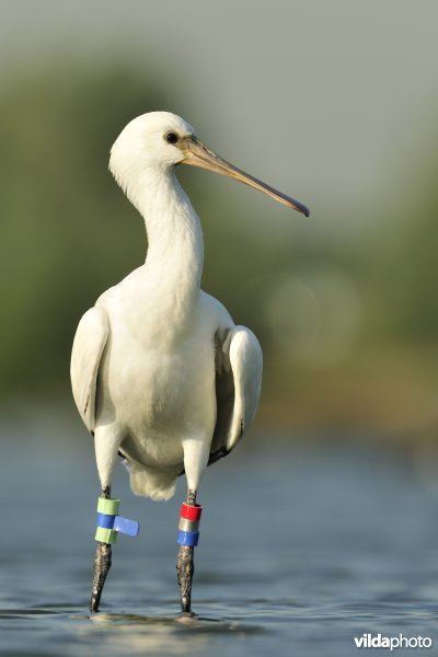 Juveniele Lepelaar met kleurringen