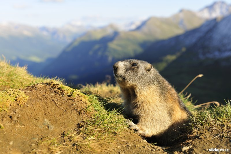 Alpenmarmot