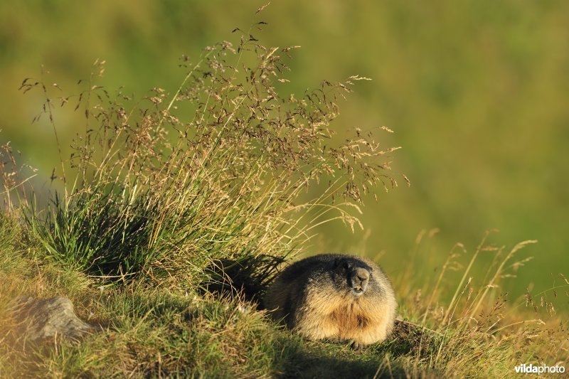 Alpenmarmot bij burcht