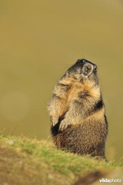 Rechtopstaande Alpenmarmot