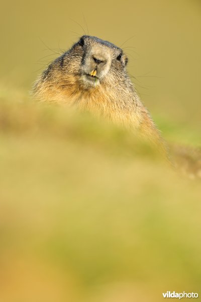 Alpenmarmot komt kijken