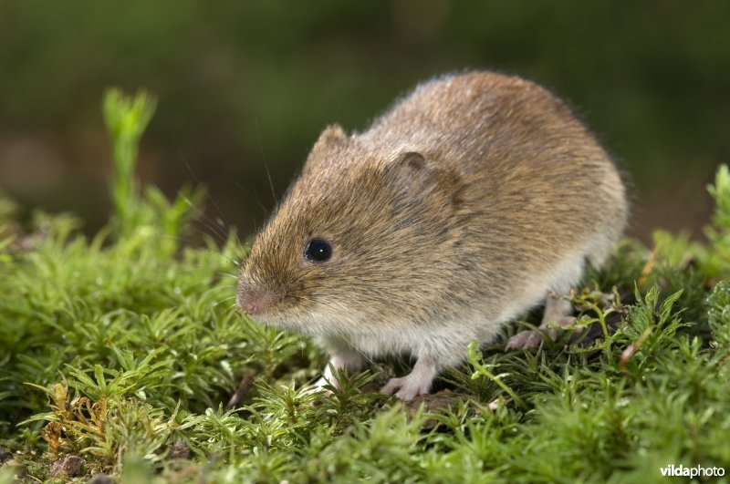 Rosse woelmuis in het mos