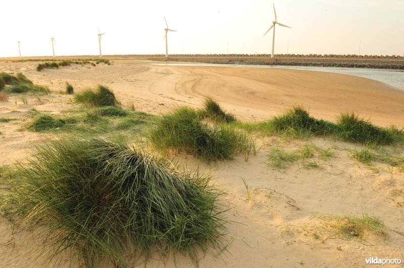 Duinen in het sterneneiland