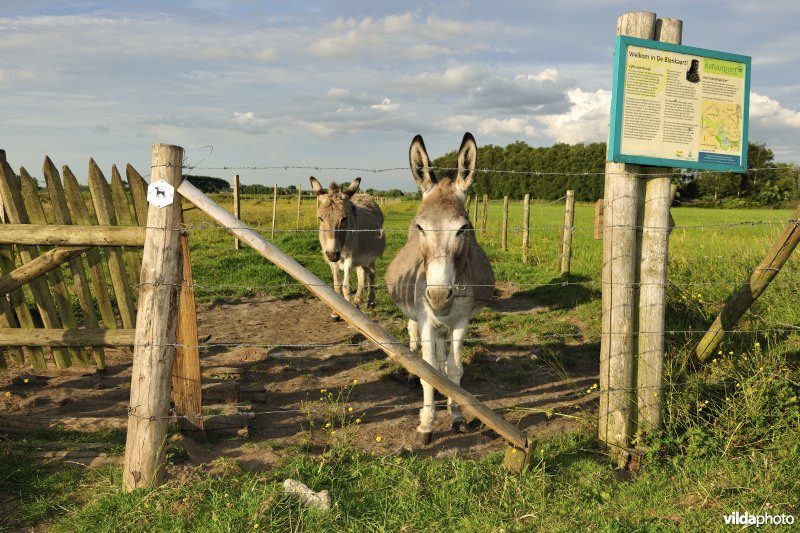 Ezels in de Blankaart