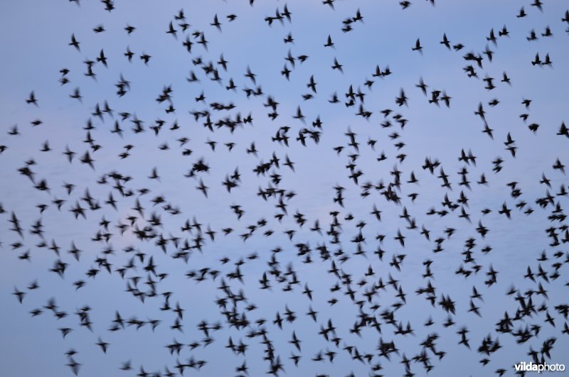 Groep Spreeuwen in vlucht