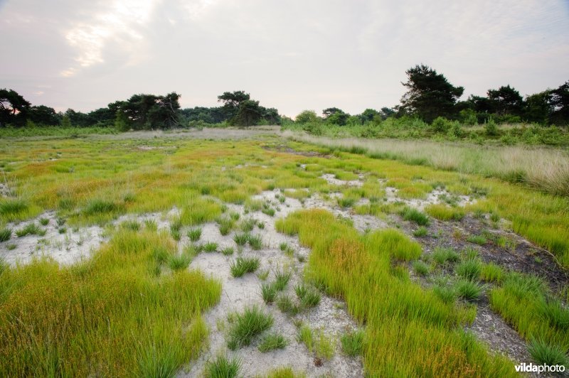 Bruine snavelbies op geplagde heide