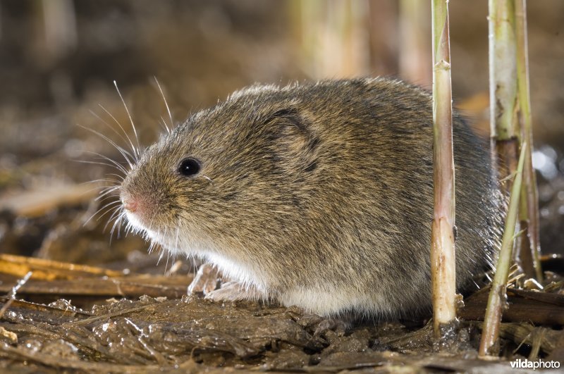 Noordse woelmuis tussen het riet