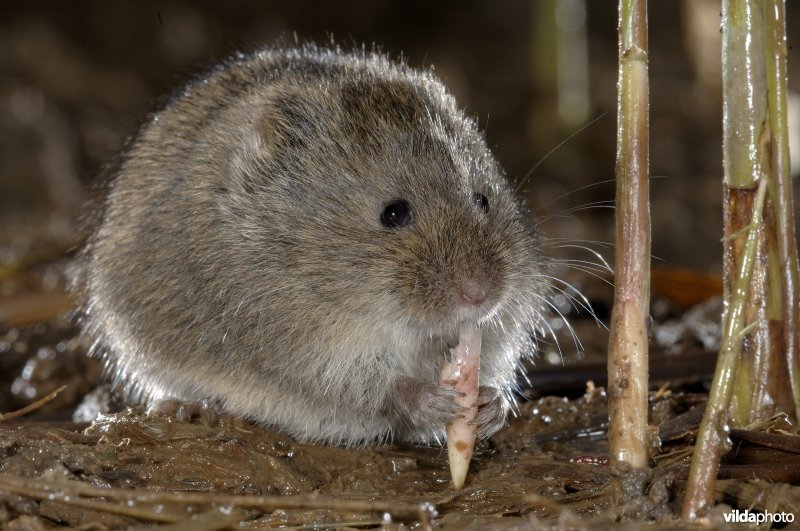 Noordse woelmuis eet riet