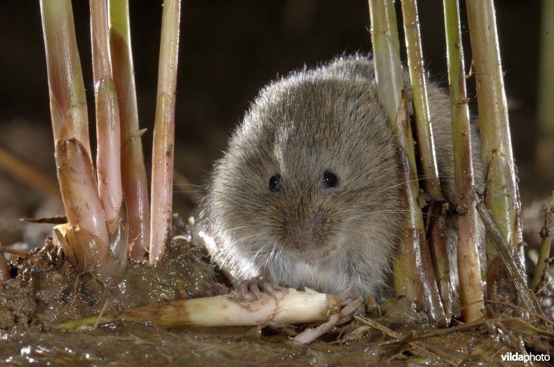 Noordse woelmuis