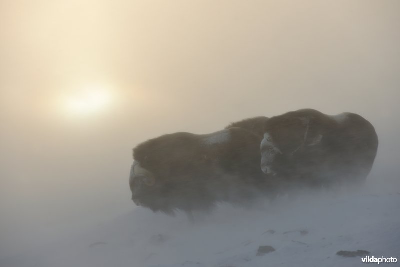 Muskusossen in sneeuwstorm