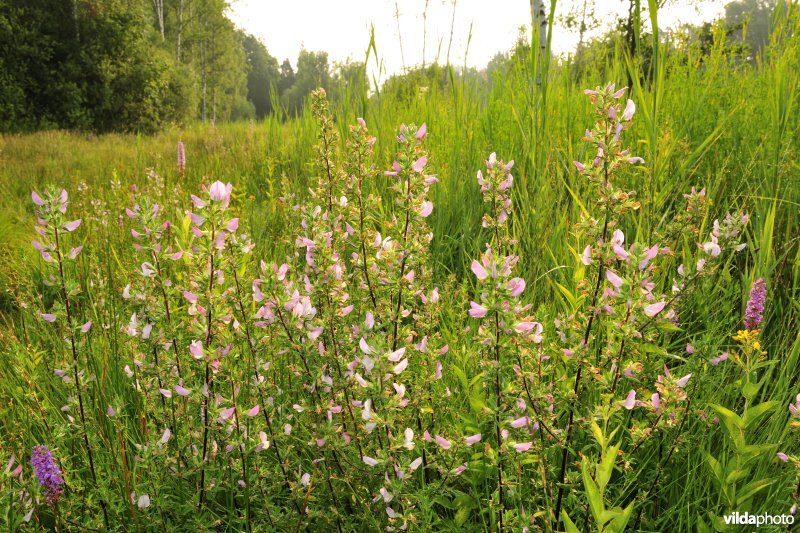 Natuurreservaat Torfbroek