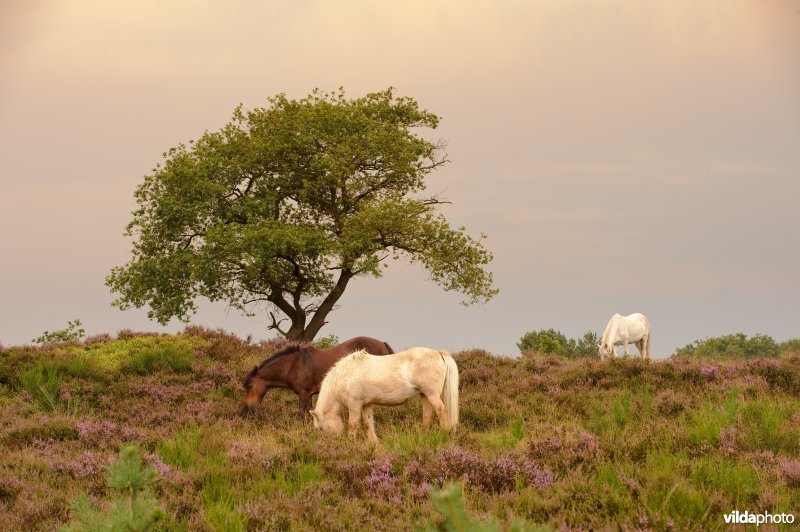 IJslandse ponies begrazen de heide op het Herikhuizerveld