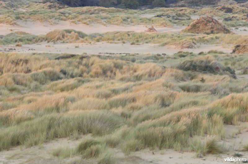 Helmduinen in de Westhoek