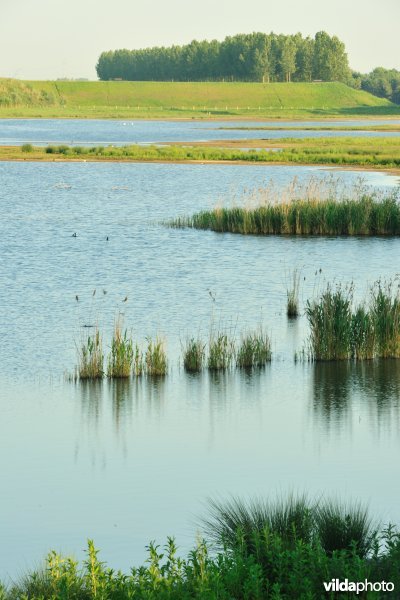 Natuurreservaat Putten West