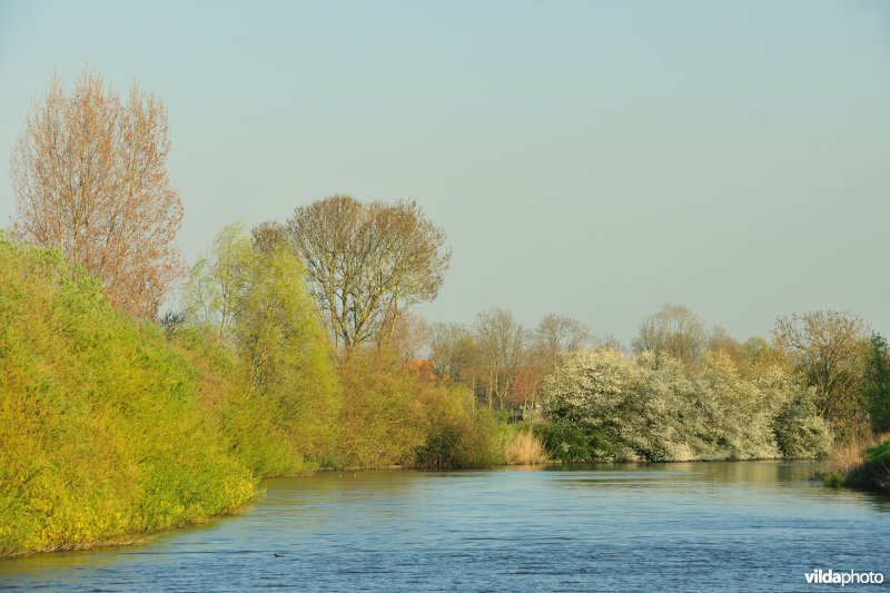 Bloeiende Sleedoorn langs de IJzer