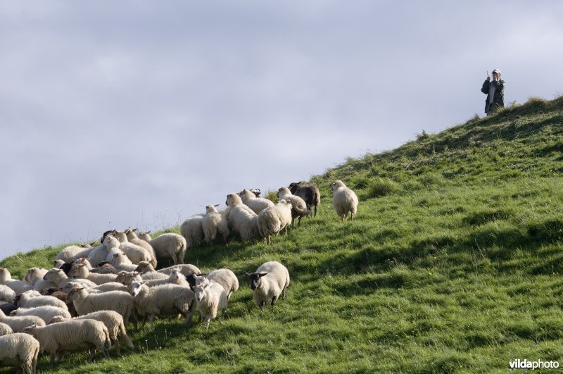 Schaapherder met kudde