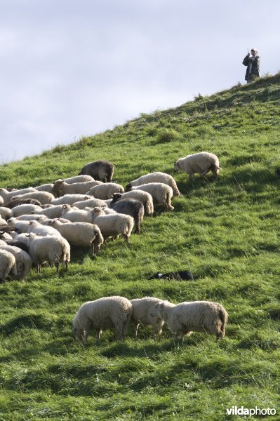 Schaapherder kijkt toe op kudde