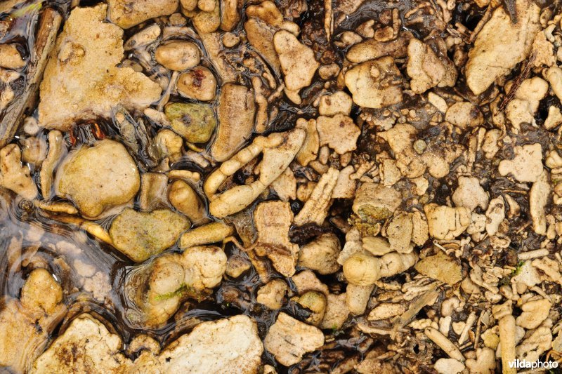 Kalkneerslag in de Vlaamse Ardennen