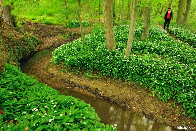 Wandelen langs de Terkleppebeek in het Trimpontbos