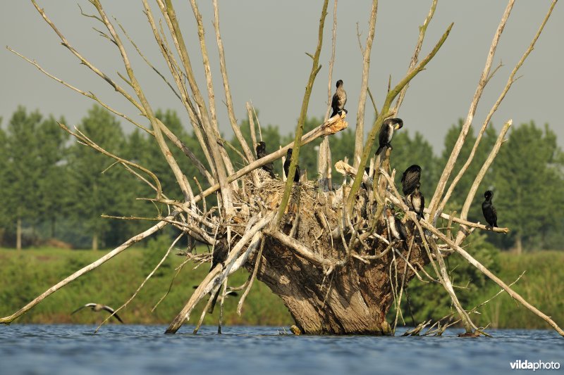 Verrebroekse plassen