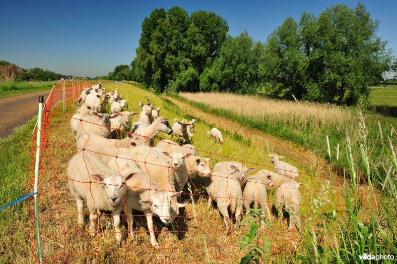 Scheldedijkbegrazing aan het Paardebroek