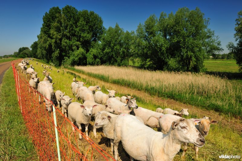 Scheldedijkbegrazing aan het Paardebroek