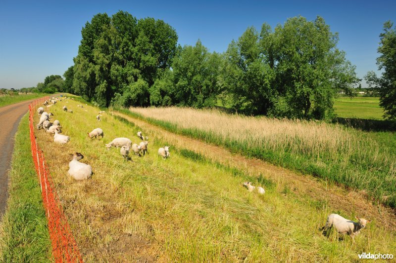 Scheldedijkbegrazing aan het Paardebroek