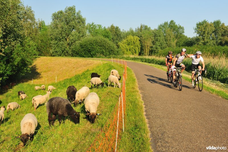 Durmedijkbegrazing aan het Grootbroek