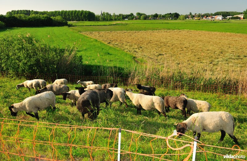 Durmedijkbegrazing aan het Grootbroek