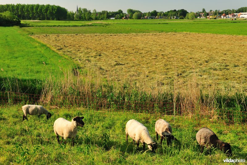 Durmedijkbegrazing aan het Grootbroek