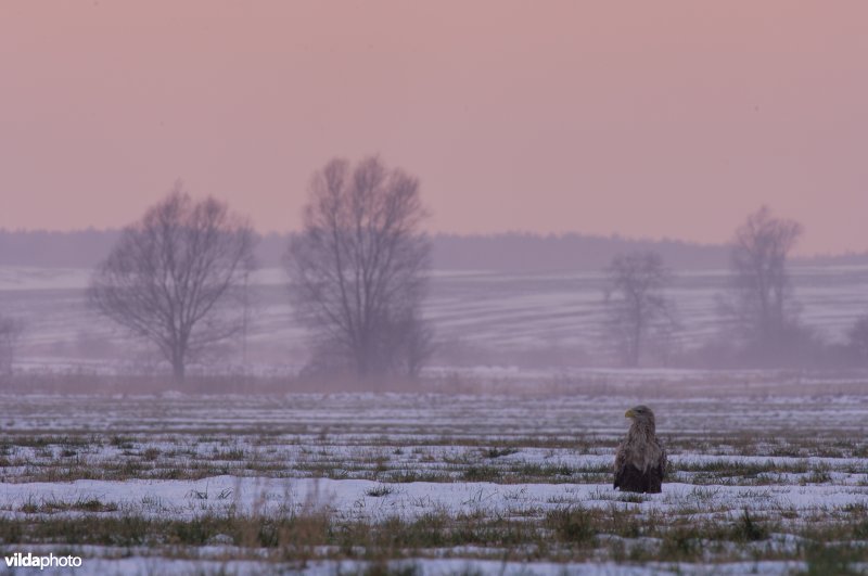 Volwassen zeearend in avondlicht