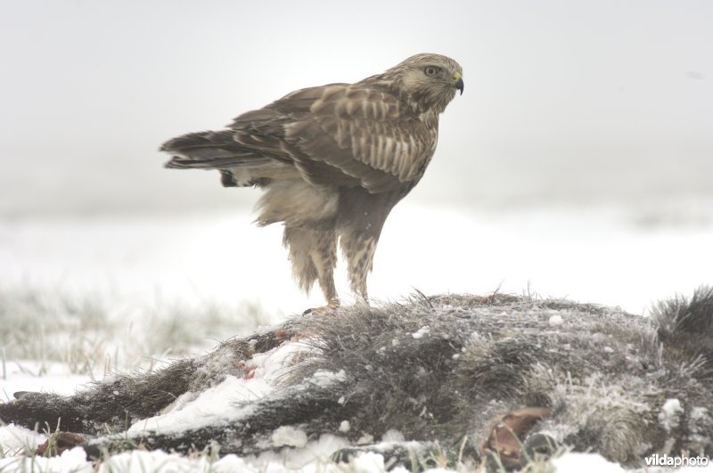 Ruigpootbuizerd op dood everzwijn