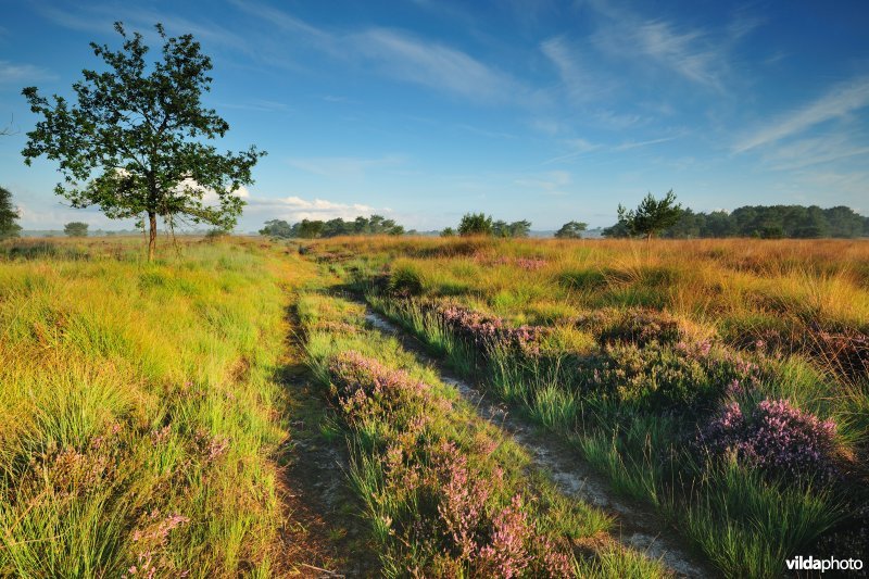 Kalmthoutse Heide